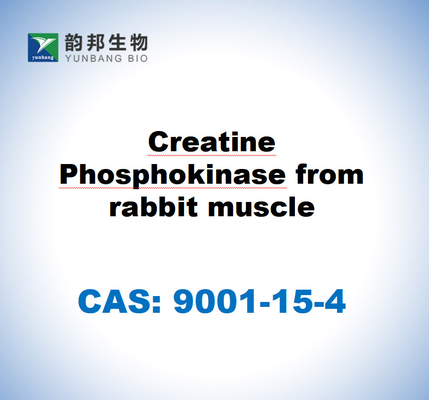 CAS 9001-15-4 Креатиновая фосфокиназа из мышц кролика