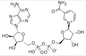 Гидрат Dinucleotide аденина никотинамида β NAD лиофилизовал CAS 53-84-9