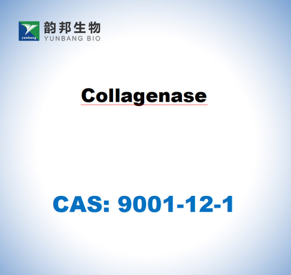 CAS 9001-12-1 Коллагеназа типа I от Clostridium histolyticum