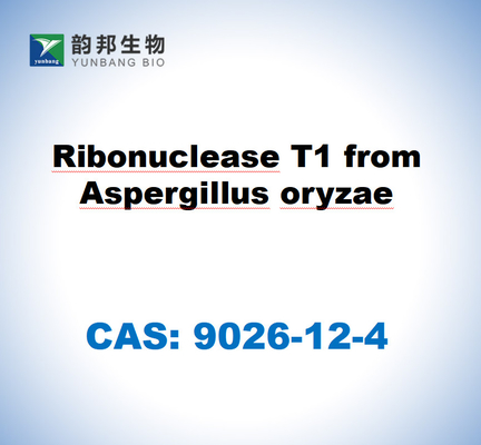 CAS 9026-12-4 Рибонуклеаза T1 из Aspergillus oryzae