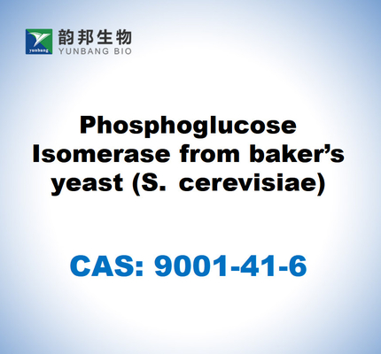 CAS 9001-41-6 Изомераза фосфоглюкозы из хлебобулочных дрожжей (S. cerevisiae)