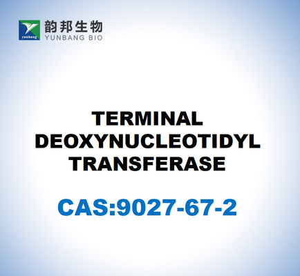 CAS 9027-67-2 КОНЦЕНТРНАЯ ДЕОКСИНУКЛЕОТИДИЛЬНАЯ ТРАНСФЕРАЗА