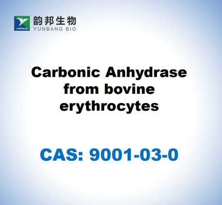 CAS 9001-03-0 Ангидраза углерода из эритроцитов КРС