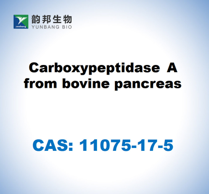 CAS 11075-17-5 Карбоксипептидаза А из коровьей поджелудочной железы