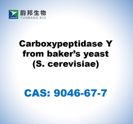 CAS 9046-67-7 Карбоксипептидаза Y из хлебобулочных дрожжей (S. cerevisiae)