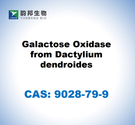 CAS 9028-79-9 Оксидаза галактикозы из дендроидов дактилия